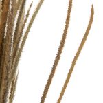 Dried Oriental Natural Fountain Grasses Bundle