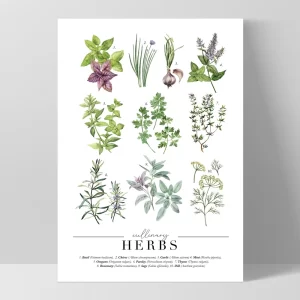 Cullinary Herbs Kitchen Vintage Herbs Chart Print