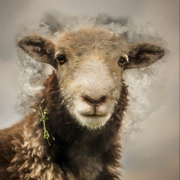 Lamb Framed Signed Print