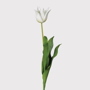 White Lily Flowering Tulip Stem