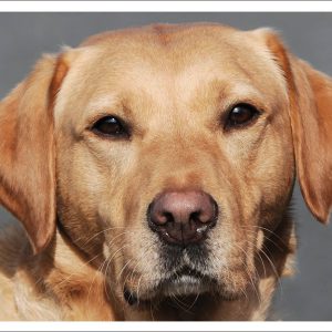 Greetings Card - Golden Lab