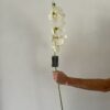 Single Stem White Orchard