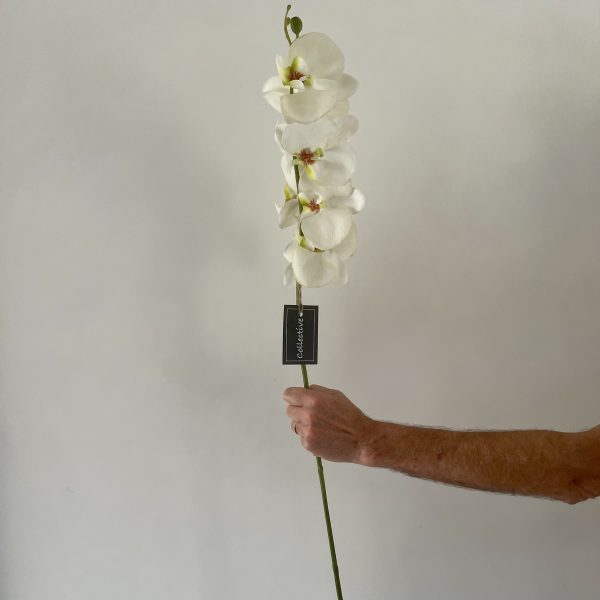Single Stem White Orchard