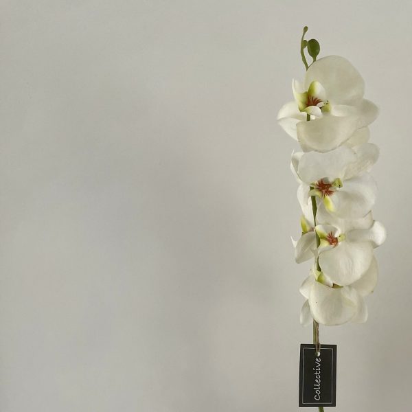 Single Stem White Orchard