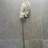 Single Stem White Orchard
