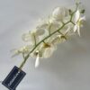 Single Stem White Orchard