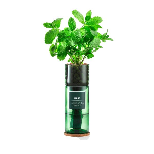 Mint Hydro Herb Kit
