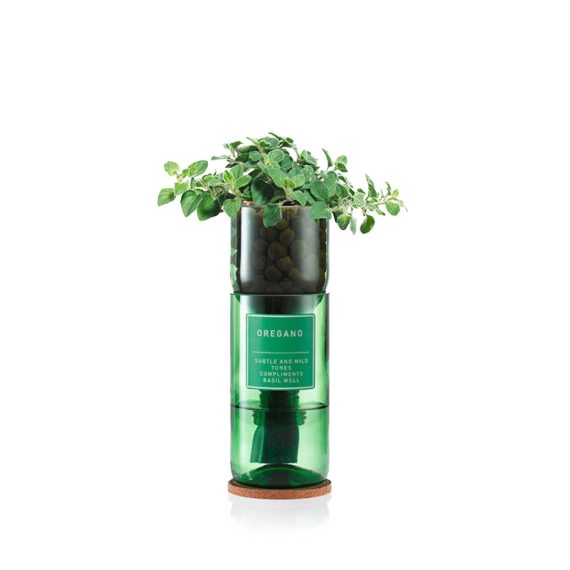 Oregano Hydro Herb Kit