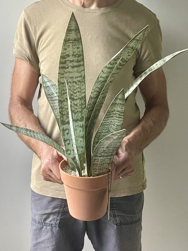 Artificial Potted Sansevieria