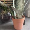 Artificial Potted Sansevieria