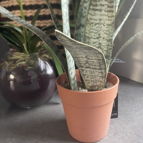 Artificial Potted Sansevieria