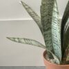 Artificial Potted Sansevieria