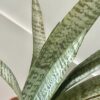 Artificial Potted Sansevieria
