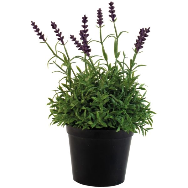 Lavender in Pot