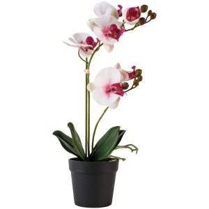 Faux Orchid White with Pink Flush