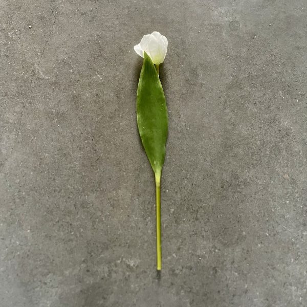 Artificial White Tulip Stem
