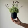 Artificial Lavender in Pot