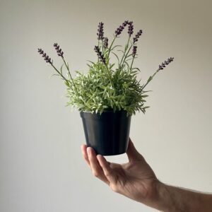 Artificial  Lavender in Pot