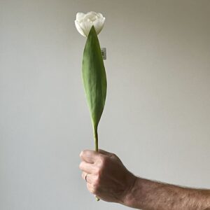 Artificial White Tulip Stem