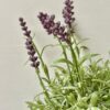 Artificial Lavender in Pot