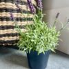 Artificial Lavender in Pot
