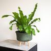 Huntingdon Green Up Low Plant Basket Stand