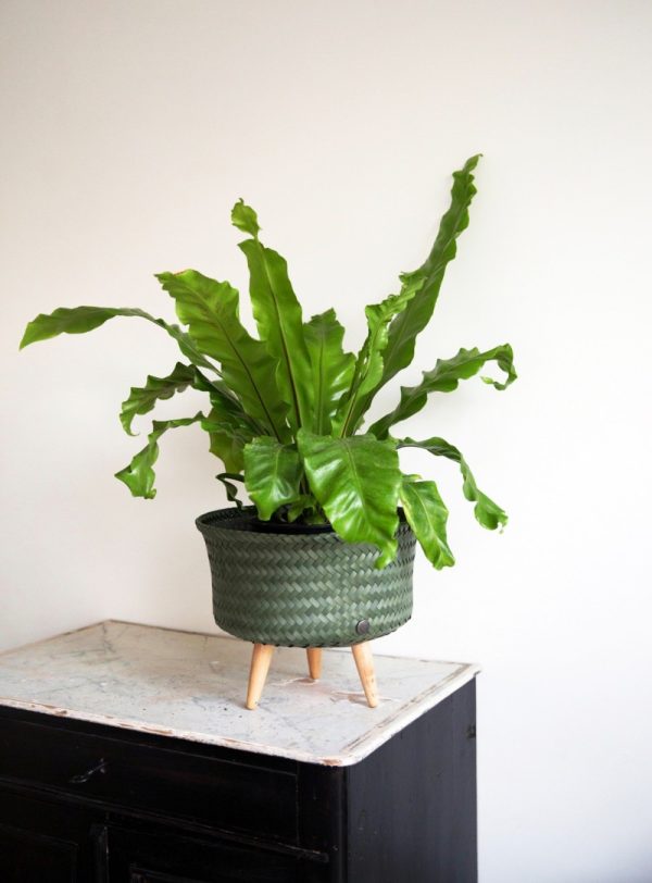 Huntingdon Green Up Low Plant Basket Stand