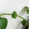 House Plant Climbing Clips