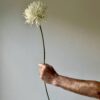 Artificial White Chrysanthemum Stem