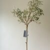Artificial Potted Olive Tree