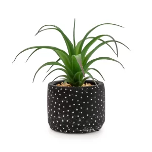 Succulent in Black & White Spotty Pot