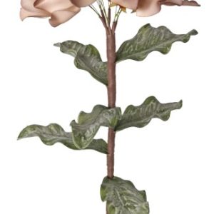 Dried Dahlia-Rose