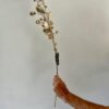 Ivory & Gold Honesty Stem