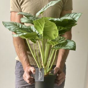 Artificial Calathea Plant in Black Pot