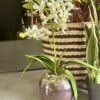 Artificial White Orchid in Glass Vase